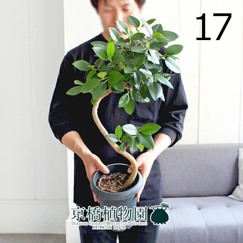 【現品】フランスゴム　曲がり　6号　黒鉢　（17）