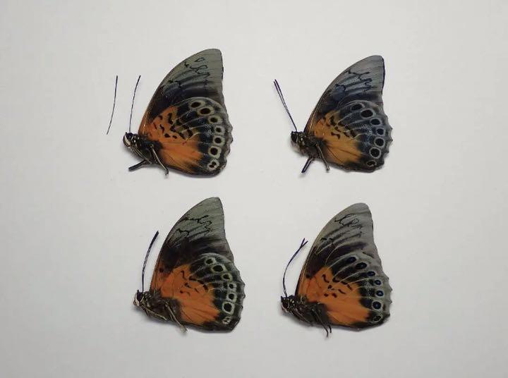 アグリアスxプレポナハイブリッド 4頭セット その1 三角紙 蝶標本 ...