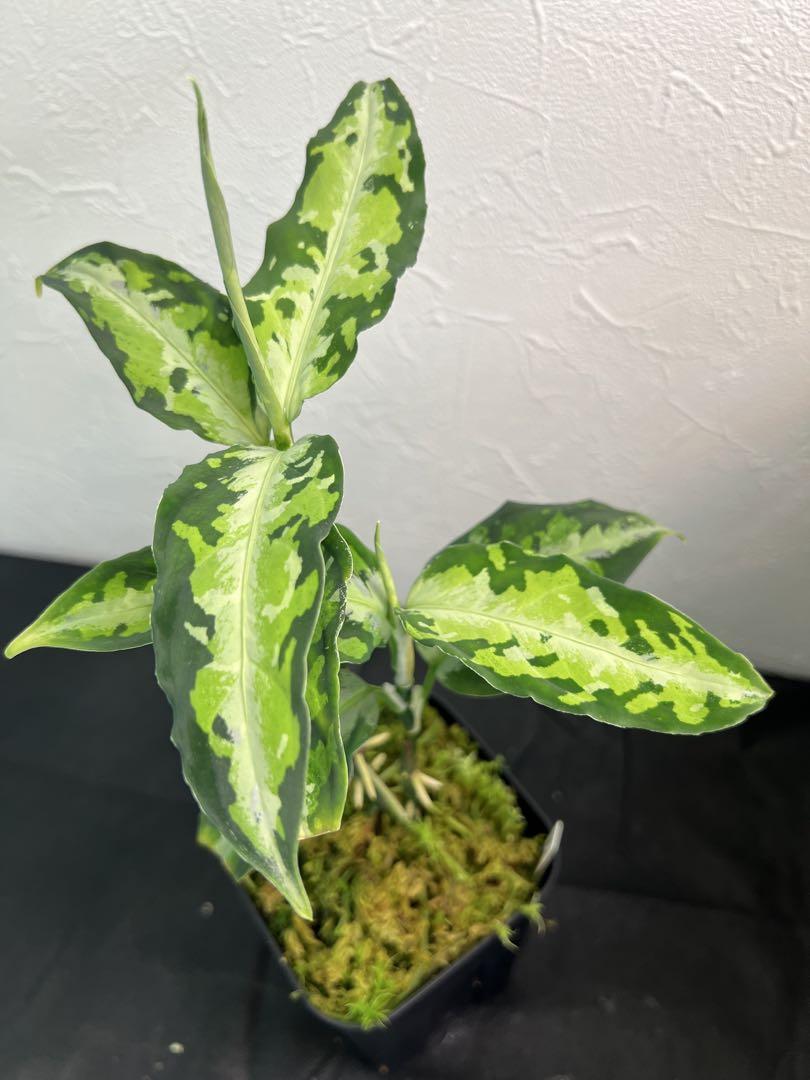 Aglaonema Pictum Laplace × 福間