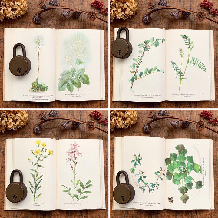 68点の美しい植物画]チェコの古い植物図鑑(1954年)/ボタニカル