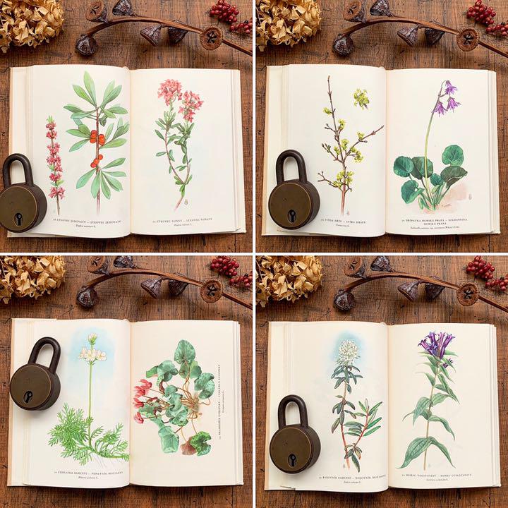 68点の美しい植物画]チェコの古い植物図鑑(1954年)/ボタニカル