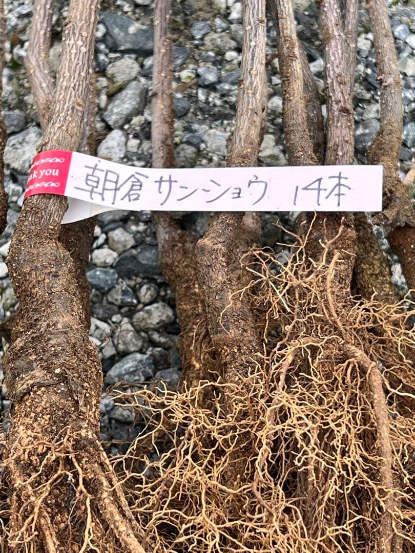 朝倉サンショウ 13本 朝倉サンショウ 13本