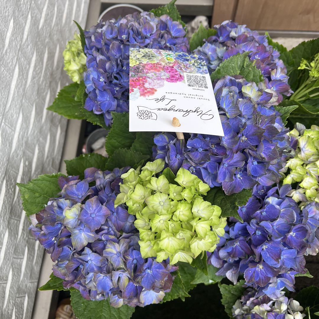 紫陽花さま専用 どらにゃん様専用 紫陽花 アジサイ スズキ農園 新品種 紅小町 5