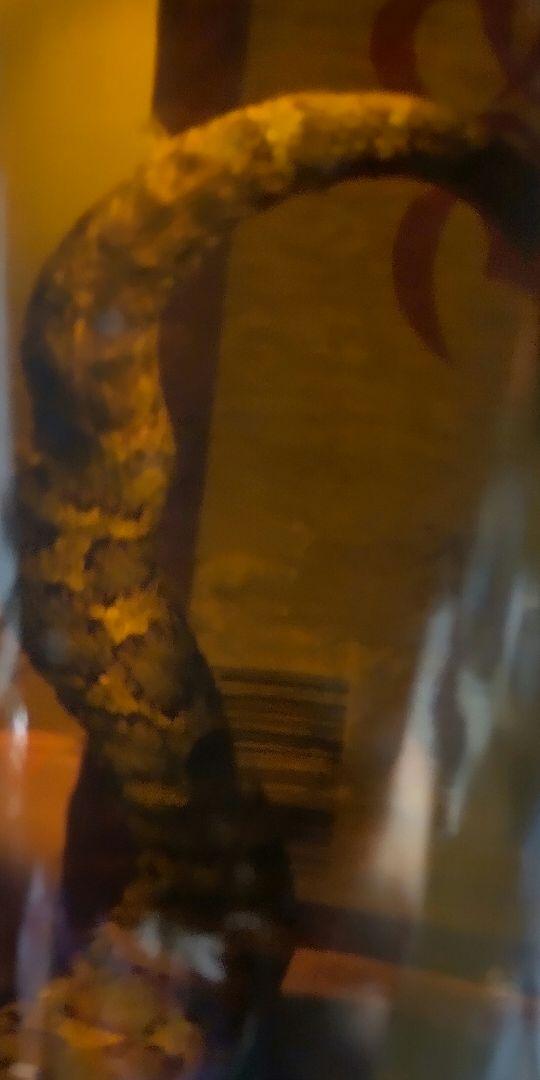 マムシ酒、マムシ焼酎