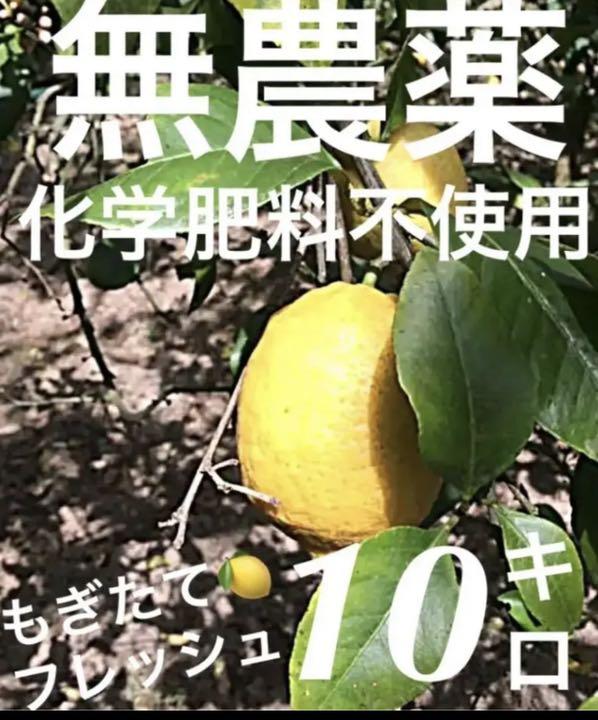 最新の激安 10キロ⭐️広島レモン完全無農薬化学肥料不使用 採りたて CQ1df-m83190491225 全国無料新品
