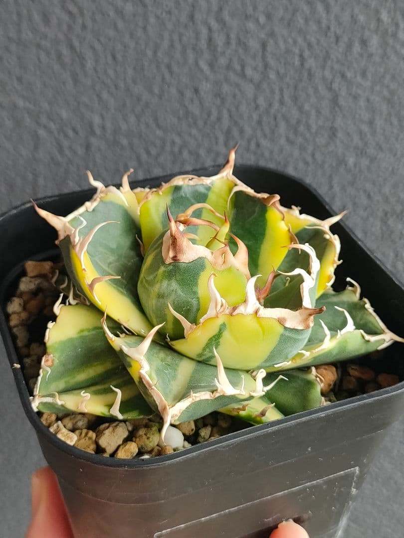 アガベ チタノタ