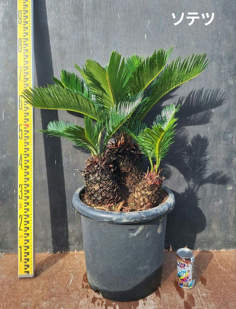 ソテツ　(蘇鉄)