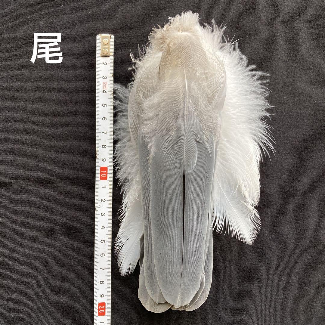 アオサギの翼標本と尾標本　鳥の羽根