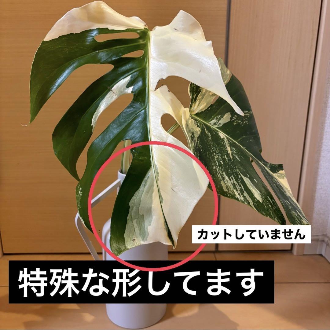 【特殊】葉が奇抜なボルシギアナホワイトタイガー