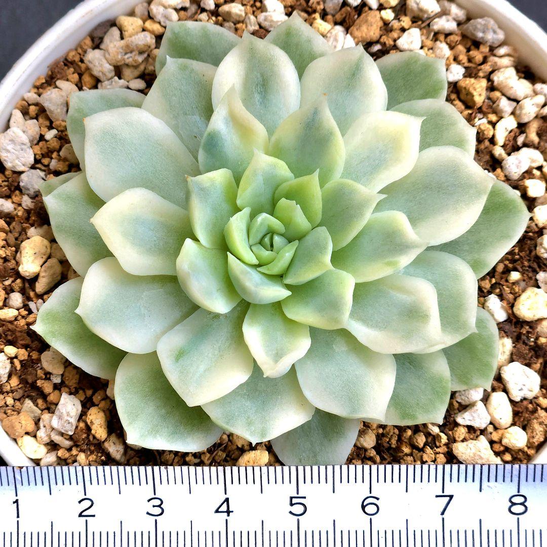252チャンウェイ錦 薔薇錦 大きめ 発根済み 多肉植物 韓国苗