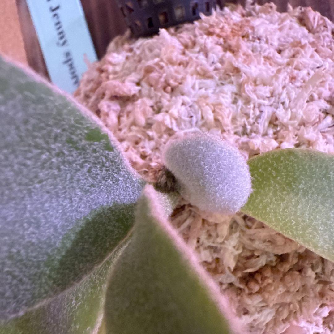 jenny spore
