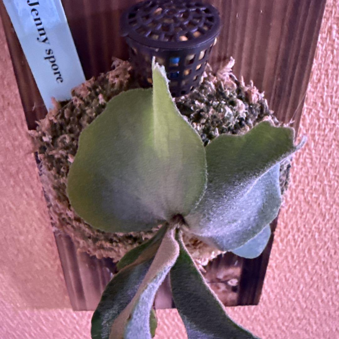 P.Willinckii jenny