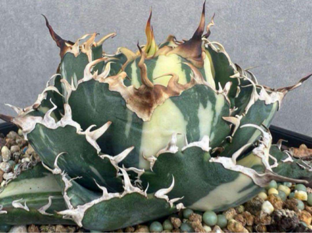 よ*し様 アガベ チタノタ 白鯨 大株‼️ 2株セット‼️ アガベ agave チタノタ 白鯨 25インチ超大株 | Lucky Summer Agave