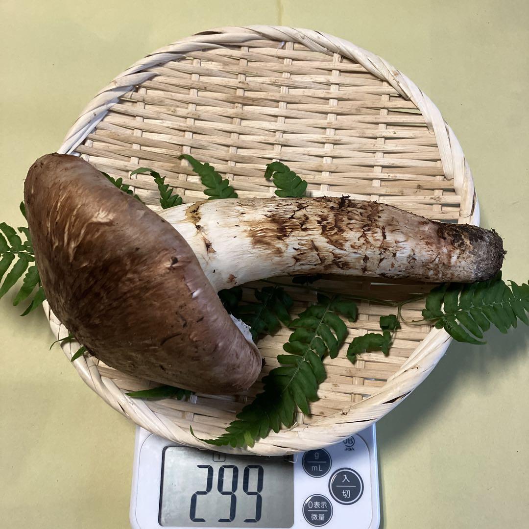 岩手県産松茸 ［特大秀品］ 299g 【冬バーゲン☆特別送料無料！】 www