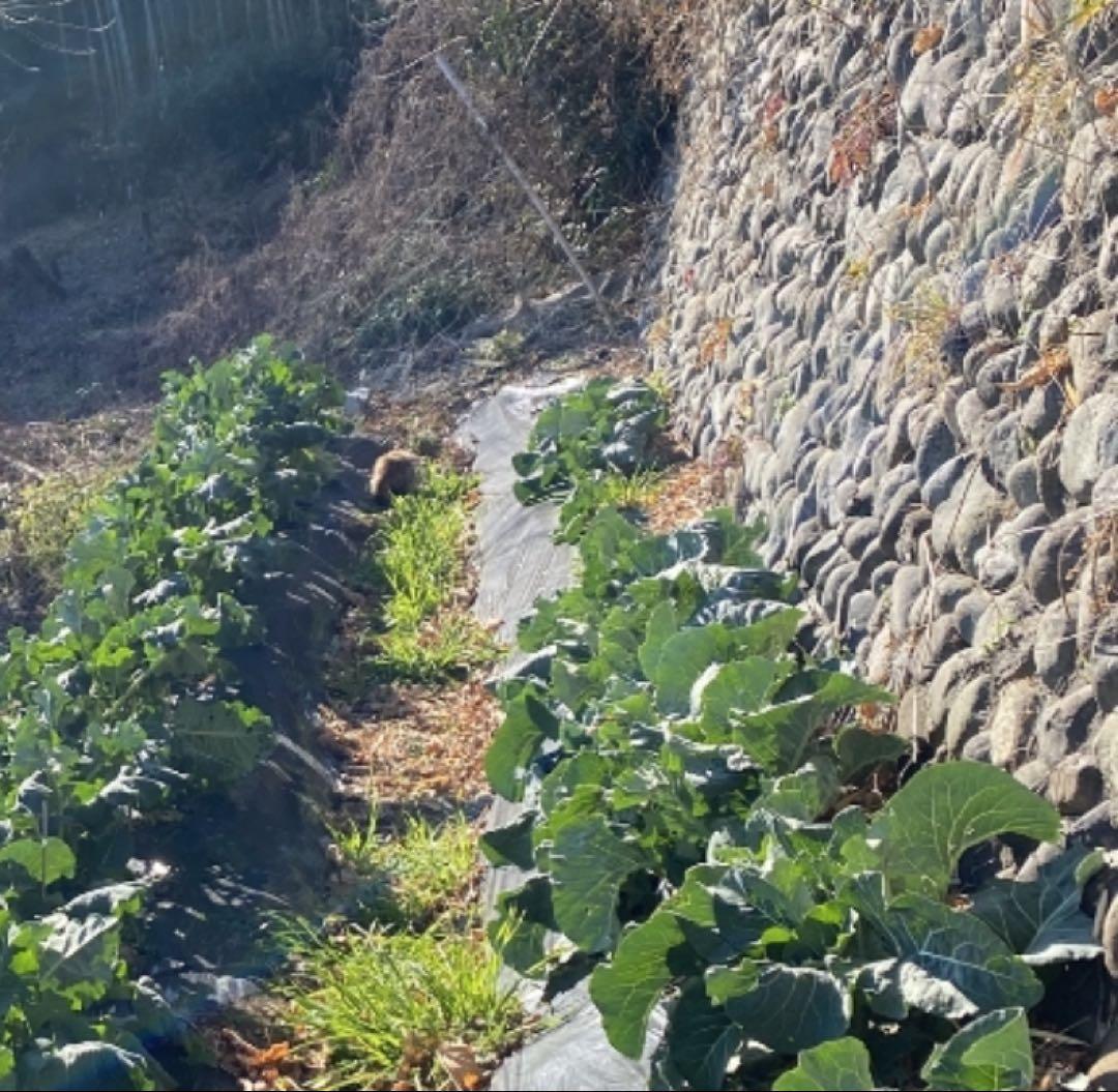 ぴょんぴょん　自然栽培　 在来種　農薬不使用