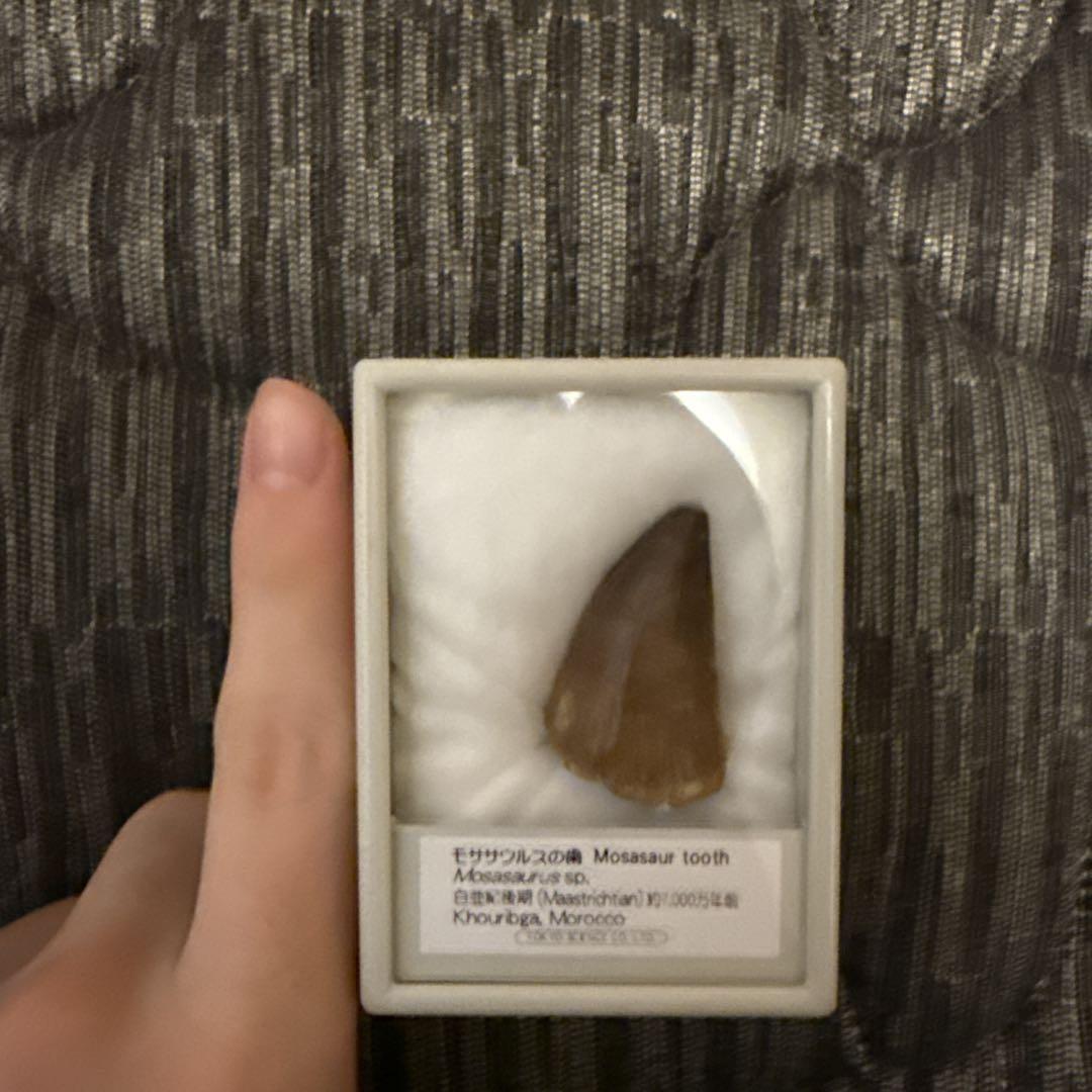 モササウルスの歯化石 モロッコ産