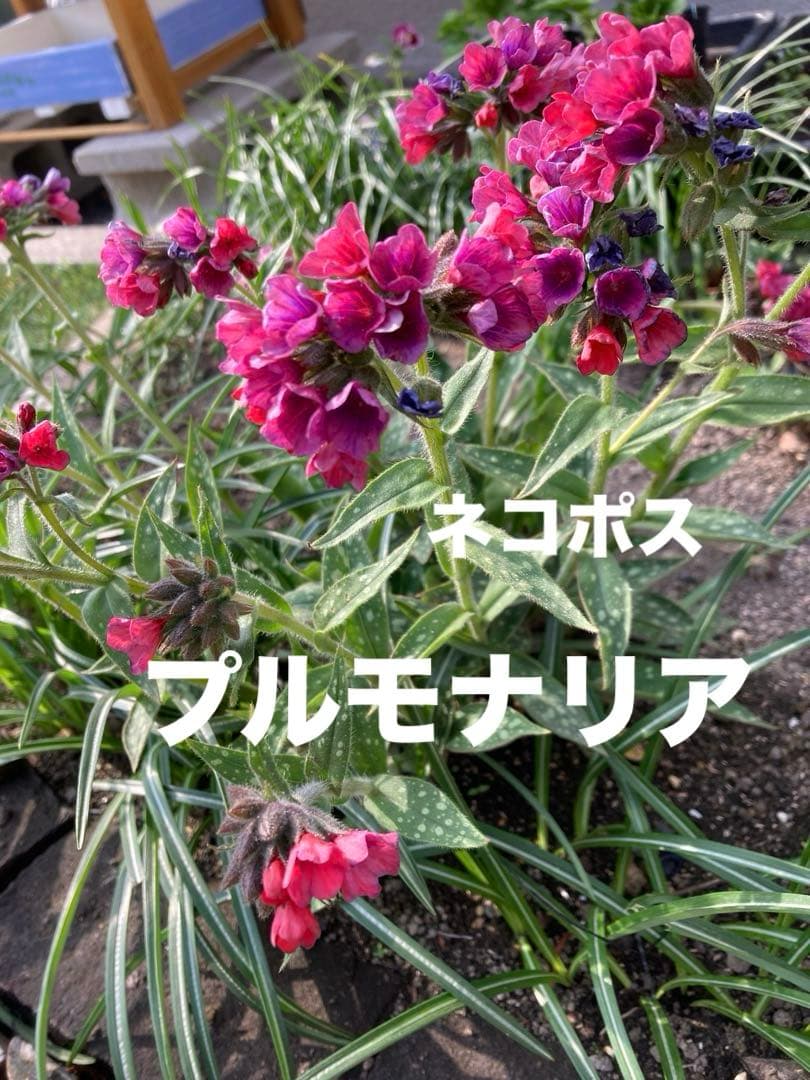 ラズベリースプラッシュ苗 ④