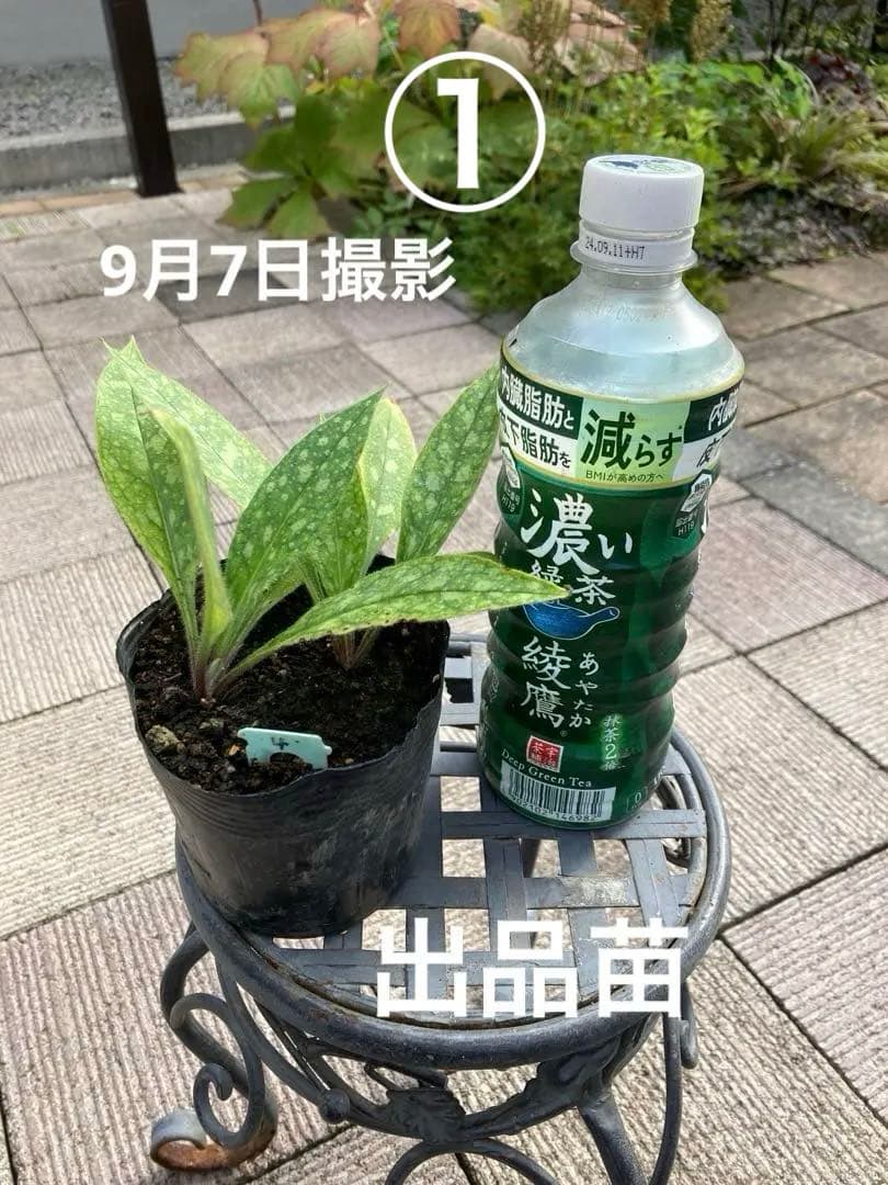 プルモナリア ラズベリースプラッシュ苗 ④ ネコポスやや傷や汚れあり YUZUMIYA_COM