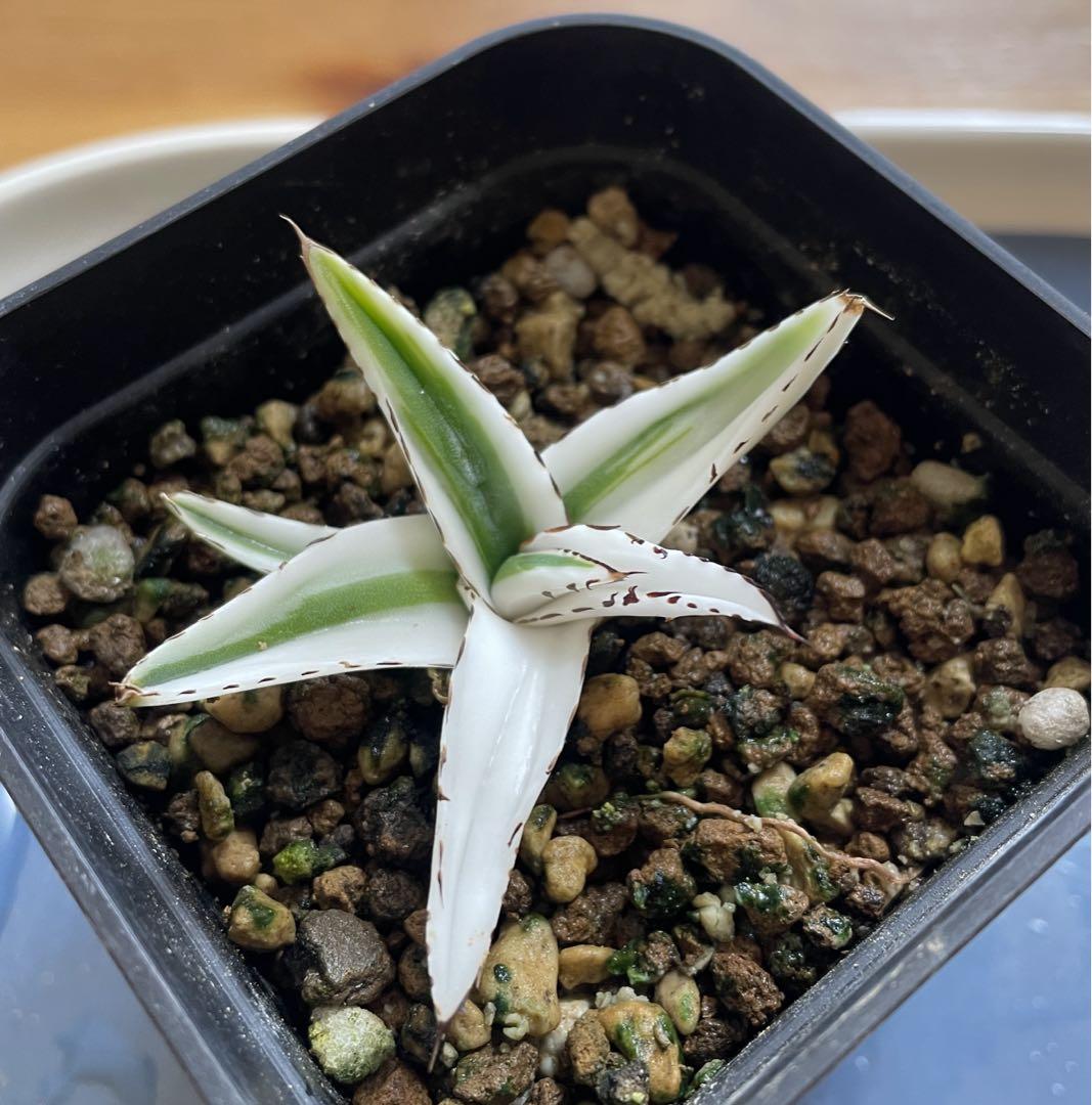 アガベ 氷山 ① - 観葉植物 アガベ 氷山 ① - 観葉植物