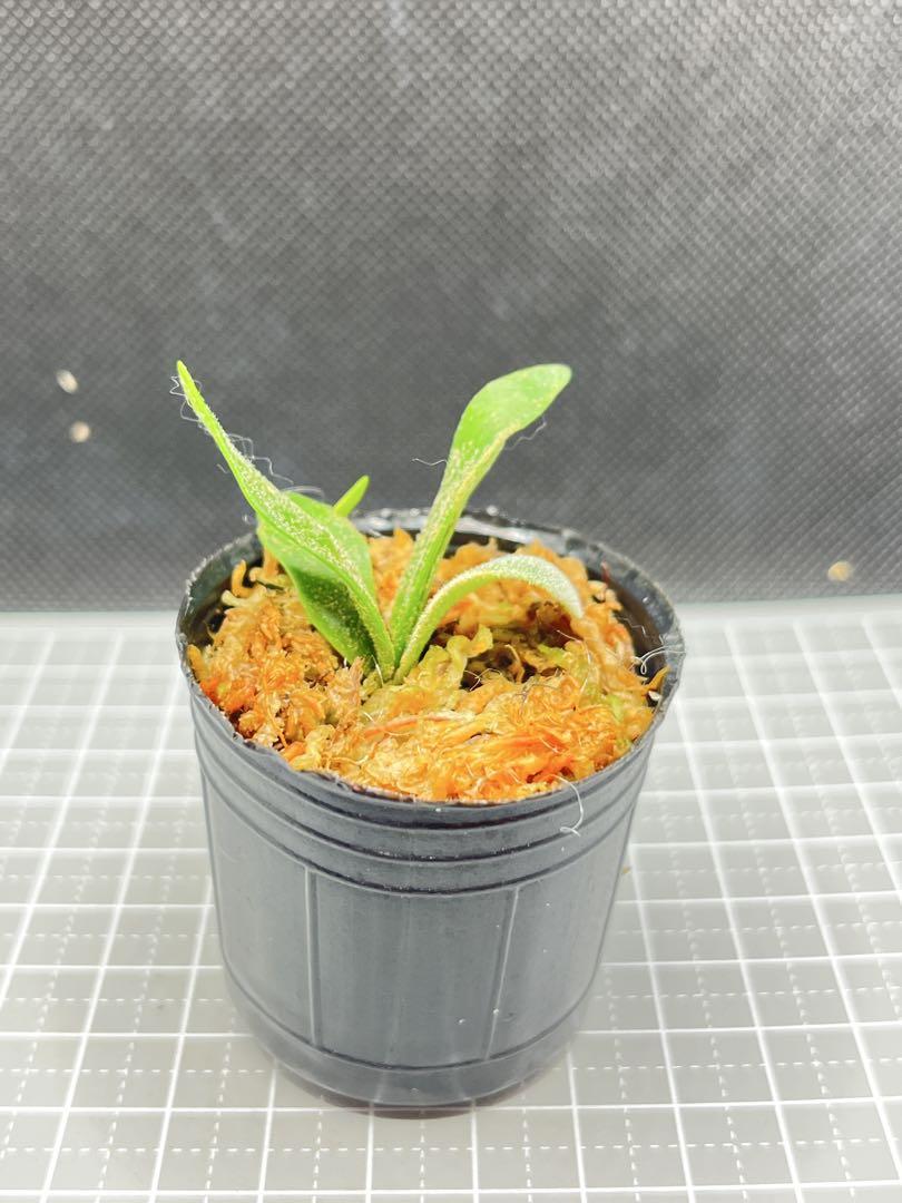 天龍蕨🐉植研所🌱｜Fern studio | P. Willinckii 'Spur' （P