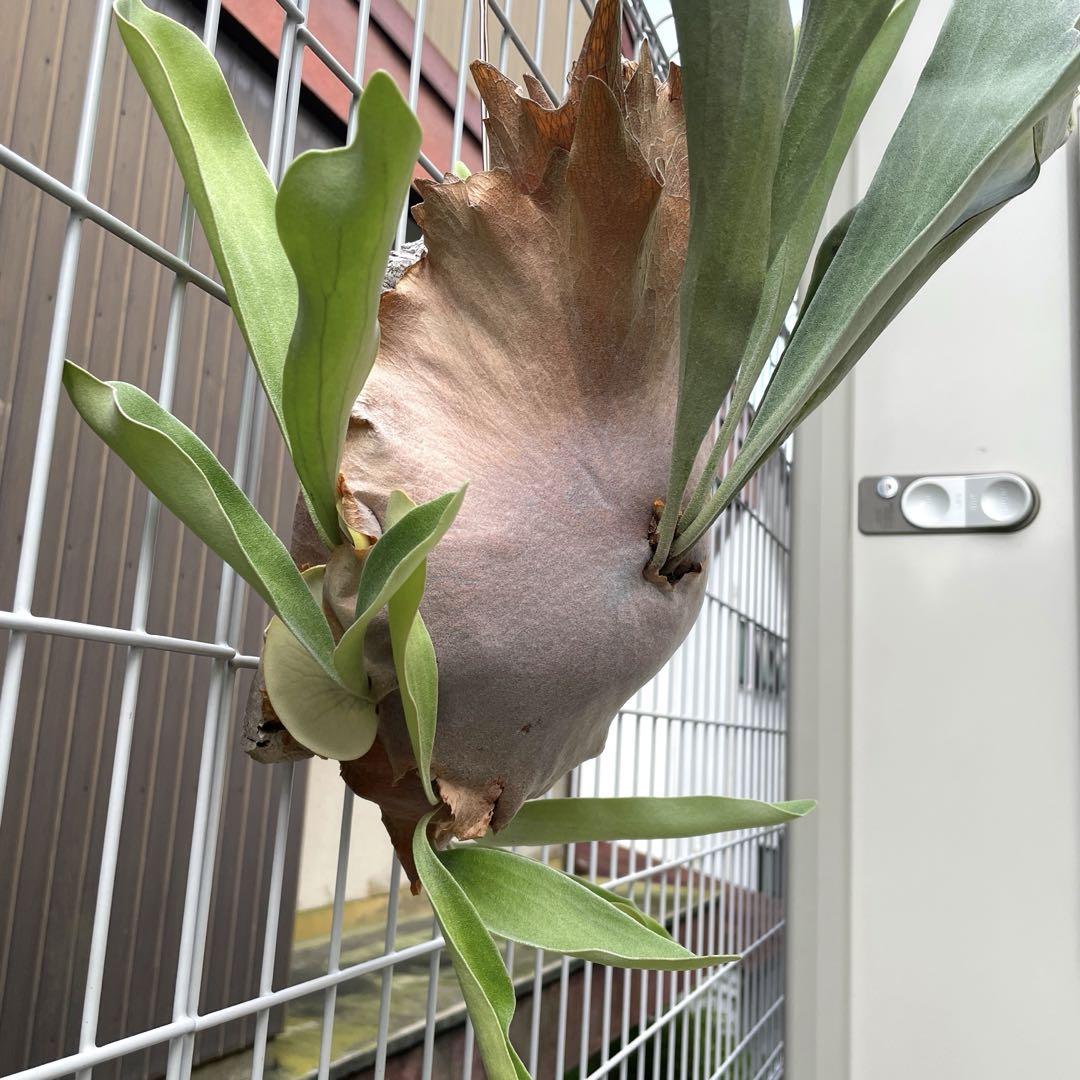 コウモリラン