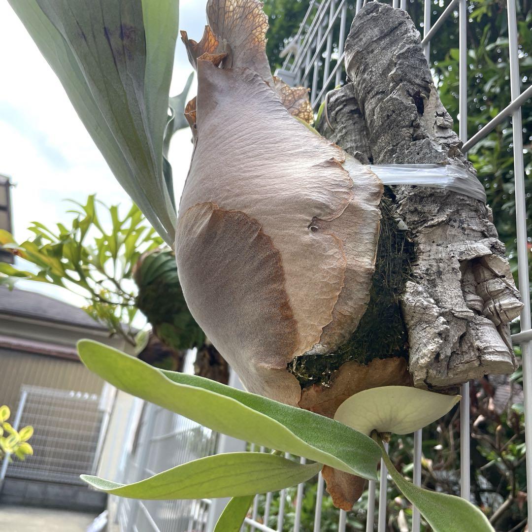 特大 ネザーランド