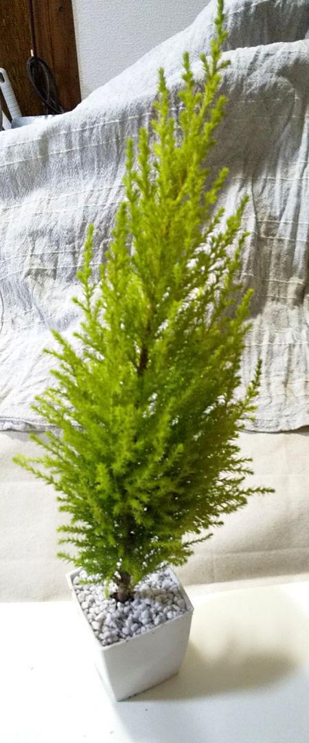 メルカリ ゴールドクレスト プラ鉢植え 植物 観葉植物 1 680 中古や未使用のフリマ