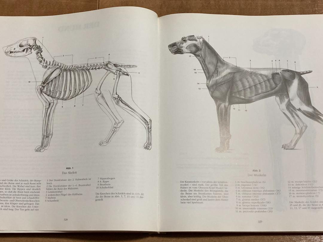 最終値下げ【解剖・デッサン】Anatomische Zeichenschule