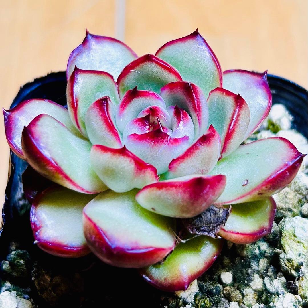 多肉植物 ⭐️モンブラン⭐️韓国苗育成 抜き苗 d45 - メルカリ