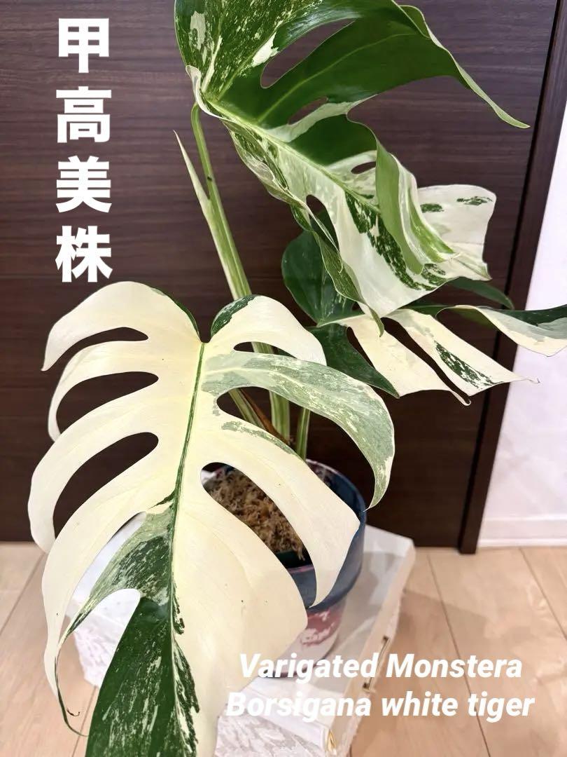 極美斑入り モンステラ ボルシギアナ ホワイトタイガー 高さ69cm 鉢付き大株 最高級 超希少 極斑入り モンステラ ボルシギアナ ホワイト
