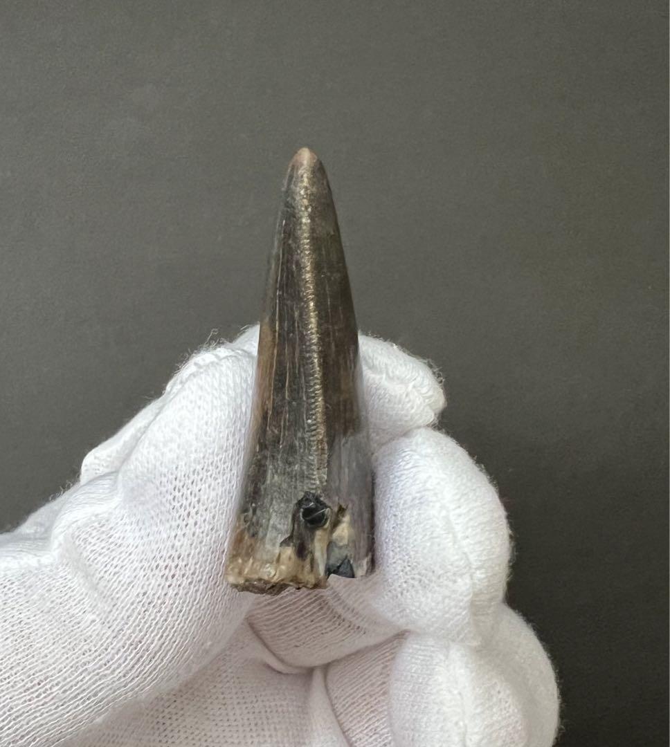恐竜　来歴不明　獣脚類の歯化石　シックブラック　約40mm