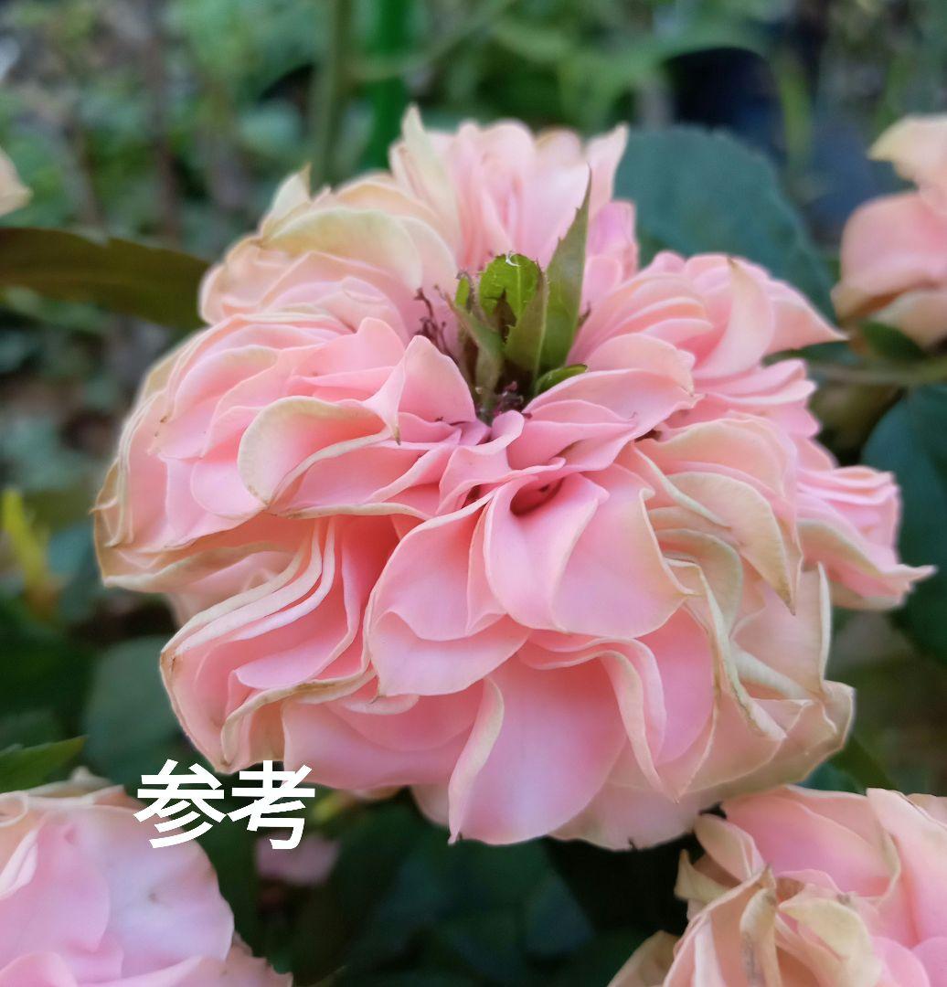 品種 10品種10苗セット