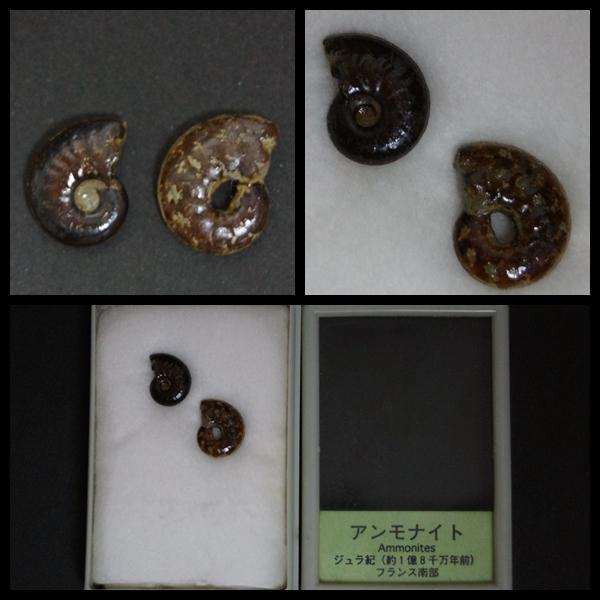 第一ネット 古代ロマン 化石標本 アンモナイト/三葉虫/巻き貝等/化石8点 コレクション