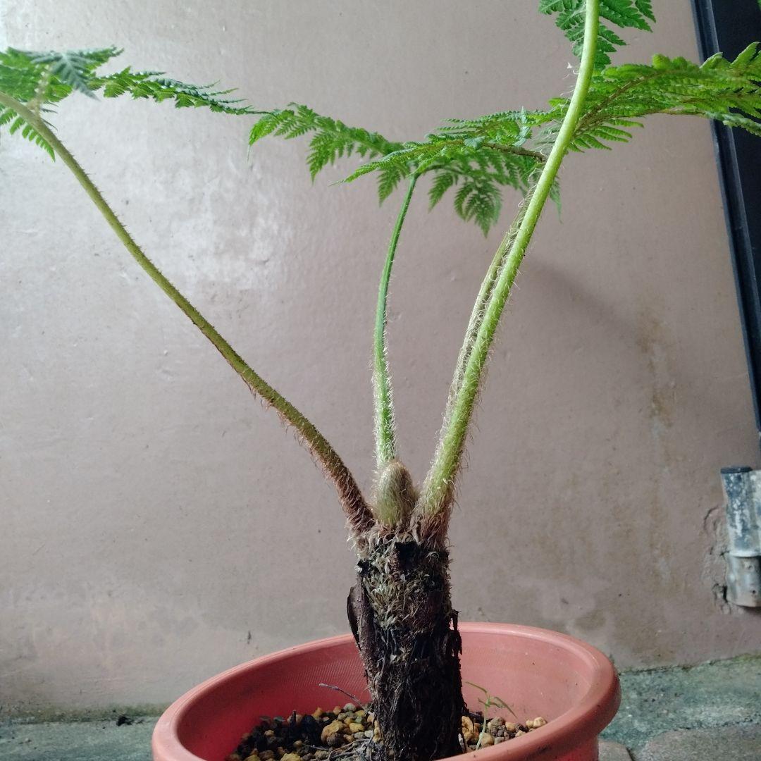 ヒカゲヘゴ　苗木　6号ポット　レア観葉植物　風水　古代植物　　リラックス効果 ヒカゲヘゴ 苗木 5号ポット レア観葉植物 風水 古代 開運