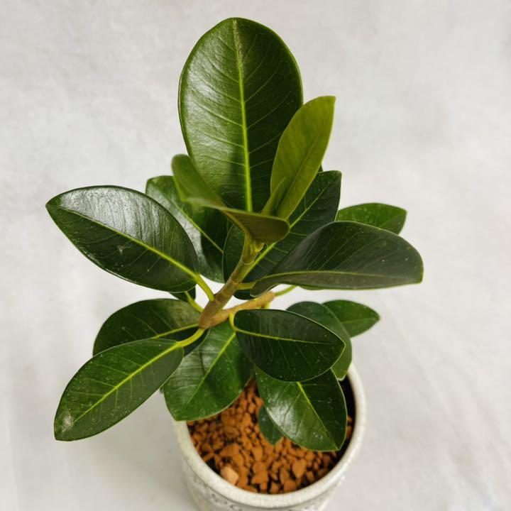 フランスゴム 花言葉 永遠の幸せ 植物 観葉植物 プレゼント インテリア メルカリ