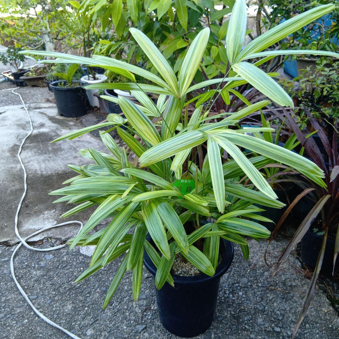 幻のゆり　ウケユリ　請百合　山野草　ガーデニング　観葉植物　カサブランカ　球根 幻のゆり ウケユリ 請百合 山野草 ガーデニング 観葉植物