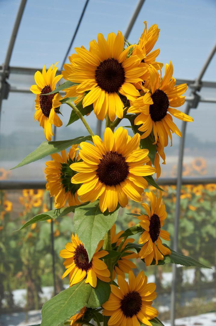 花の種】30粒 珍しい鈴なり一斉咲ひまわり F1 コンサートベル