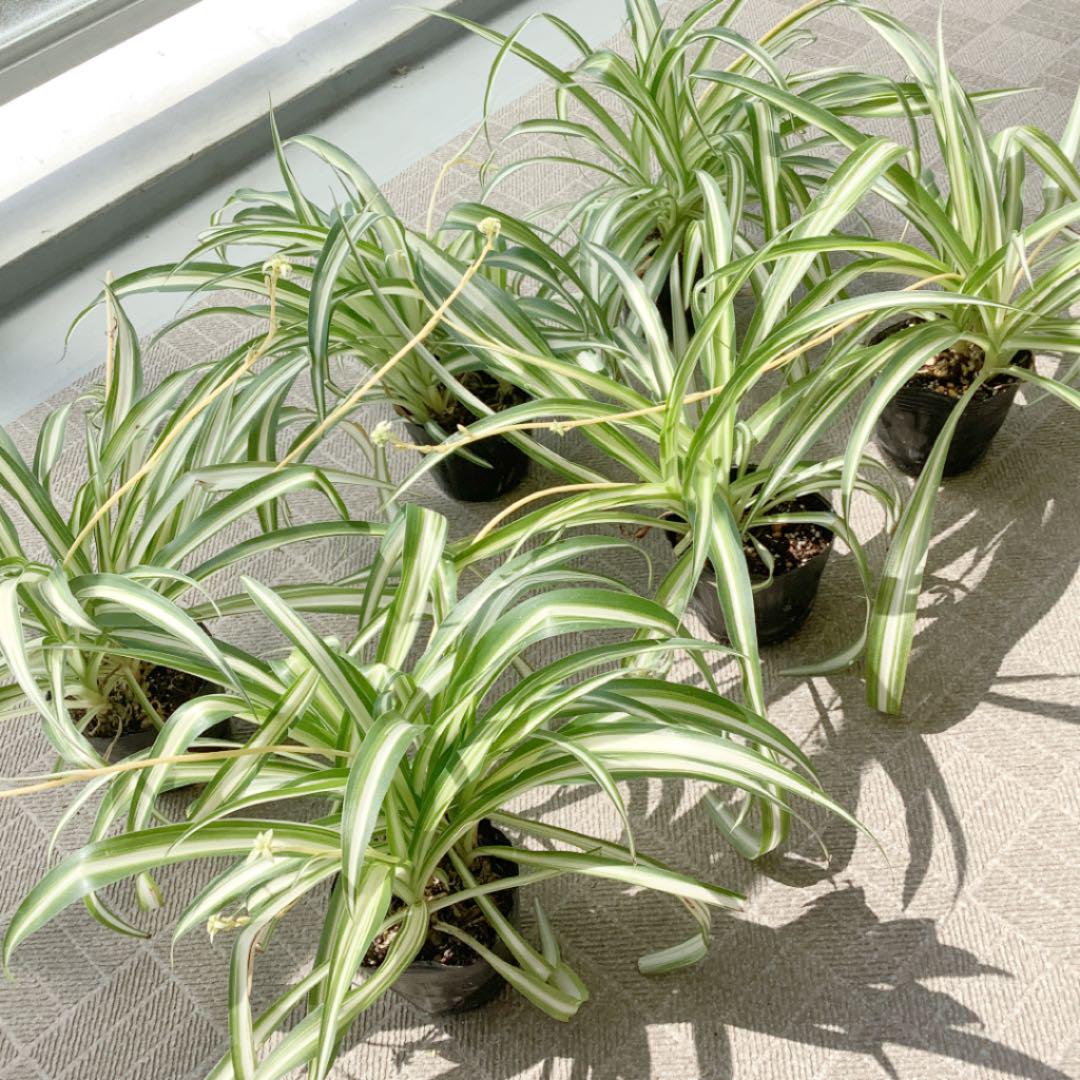 お得 オリヅルラン ランナー付き 6ポット 植物 観葉植物 Getvolt Dk