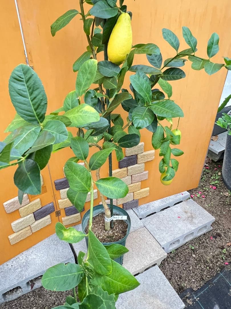 パキスタンレモン Ａ新品、♥