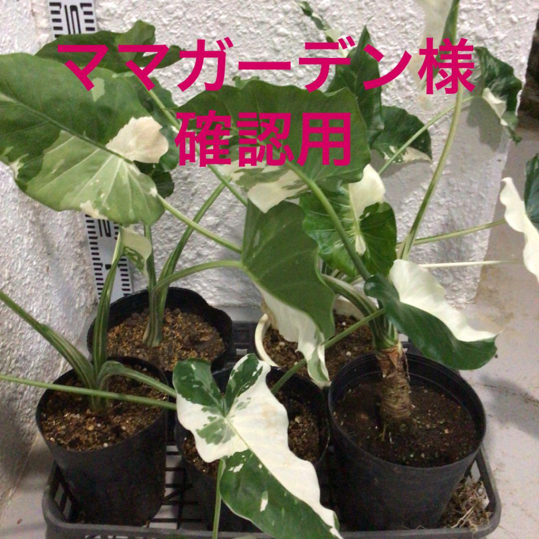 49%割引ブラック系【爆買い!】 ※ママガーデン様 確認用 斑入り クワズイモ(大) 植物/観葉植物 インテリア小物ブラック系-PTIPR.EDU 49%割引ブラック系【爆買い!】 ※ママガーデン様 確認用 斑入り クワズイモ(大) 植物/観葉植物 インテリア小物ブラック系-PTIPR.EDU