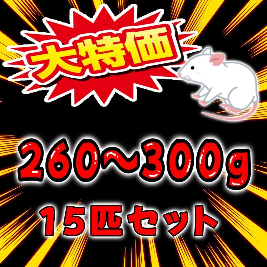 冷凍ラット