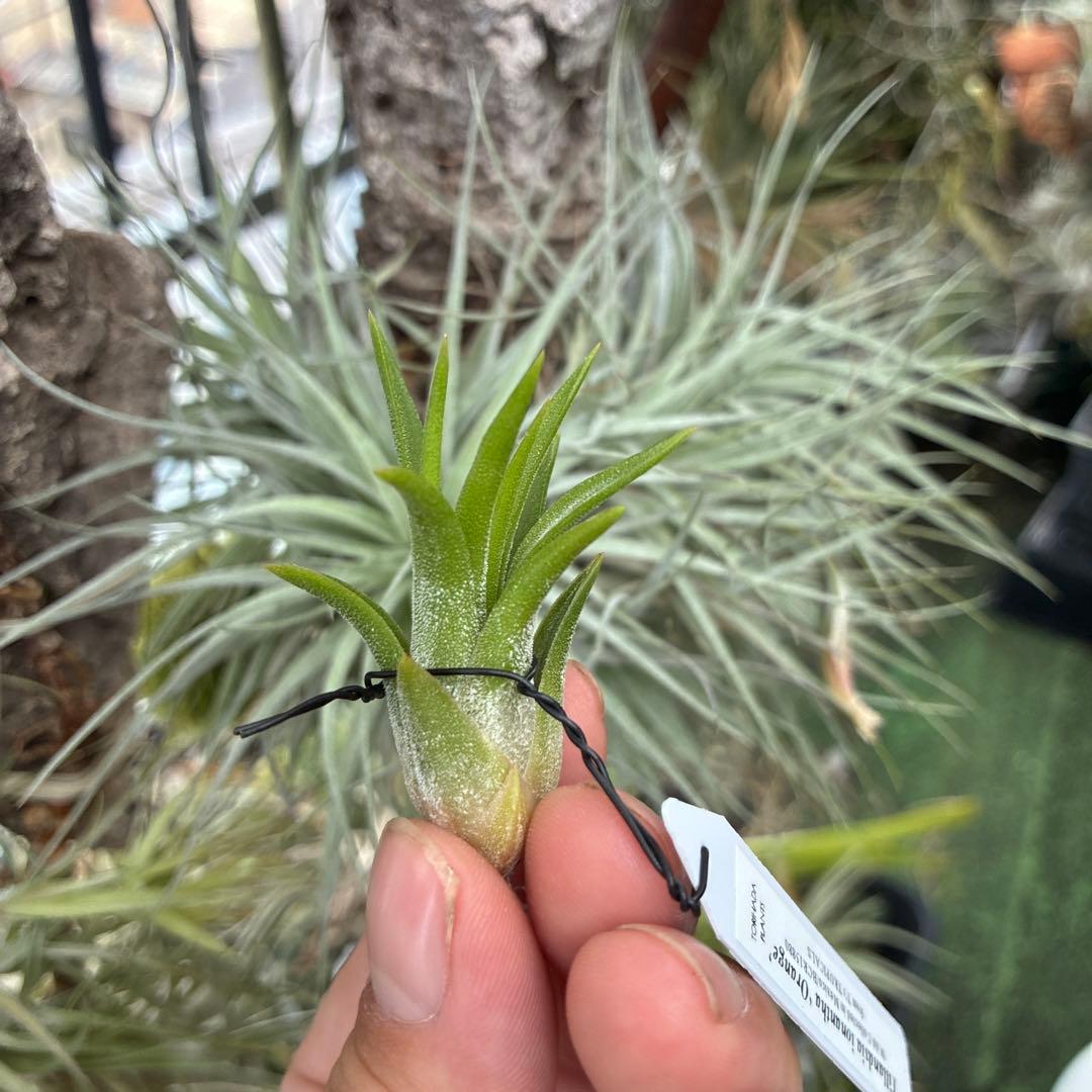 ティランジア ヘウベルゲリ#6 ワイルドクローン ティランジア ティランジア ヘウベルゲリ#6 ワイルドクローン ティランジア