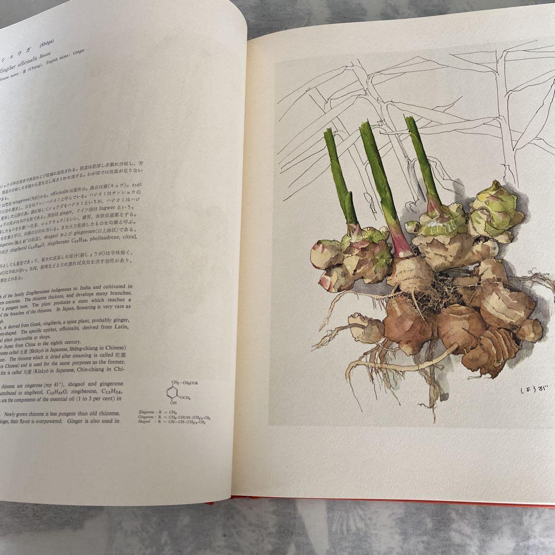 薬用植物画譜 画 小磯良平 本