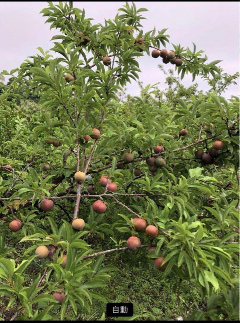 鹿児島産すもも3キロ 鹿児島産すもも3キロ - メルカリ