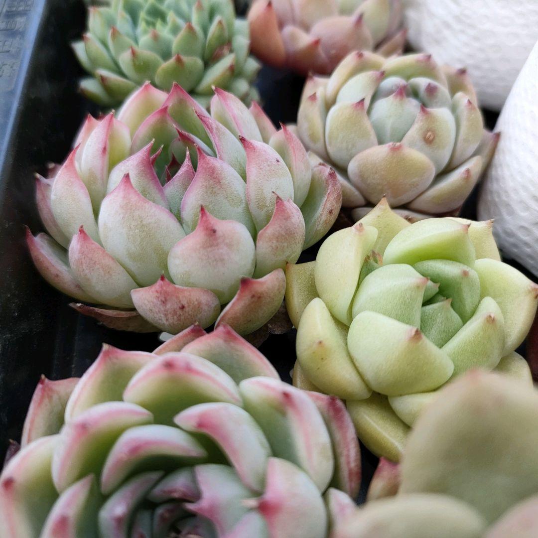 良質 37 ひろちゃん 多肉植物販売会 植物/観葉植物 - education.semel