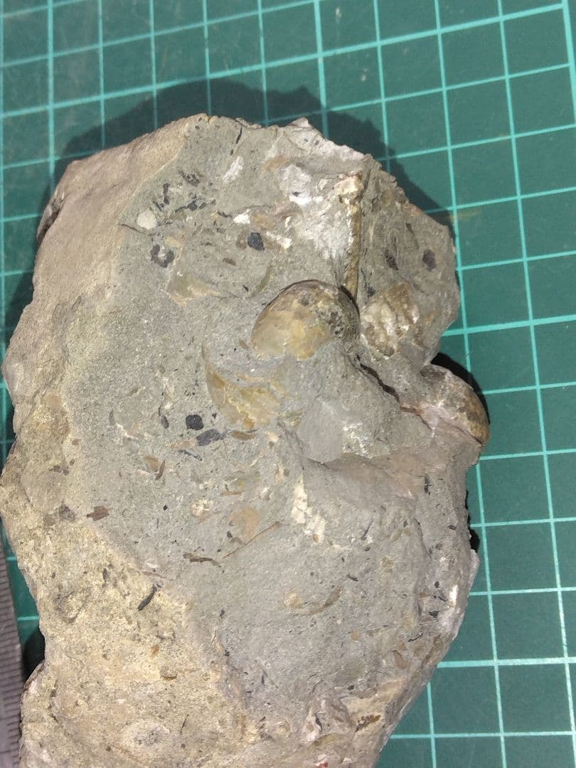 北海道苫前町産 異常巻アンモナイト アンモナイト 化石 北海道苫前町産 異常巻アンモナイト アンモナイト 化石