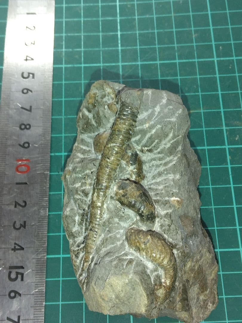 北海道苫前町産 異常巻アンモナイト アンモナイト 化石 北海道苫前町産 異常巻アンモナイト アンモナイト 化石