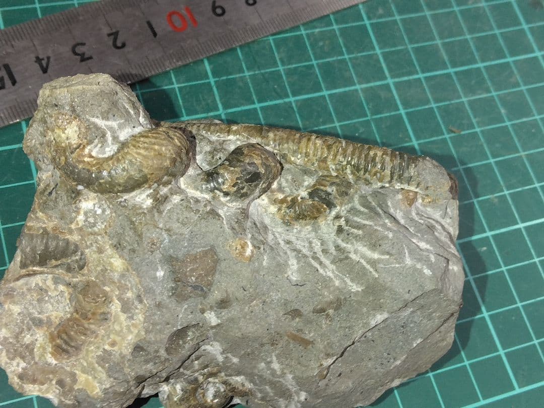 北海道苫前町産 異常巻アンモナイト アンモナイト 化石 北海道苫前町産 異常巻アンモナイト アンモナイト 化石