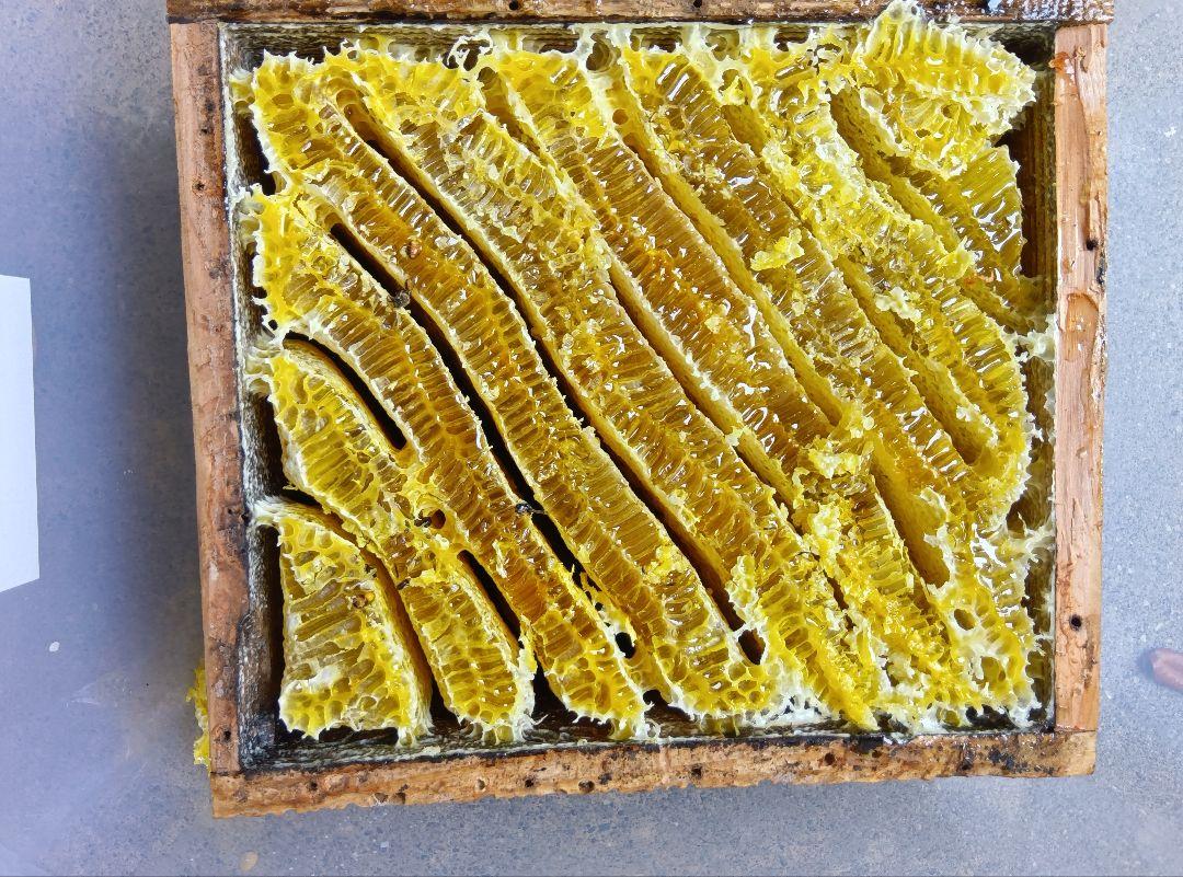 南国土佐の百花蜜　 ニホンミツバチ蜂蜜 純粋　無加工　1170g1本 南国土佐の百花蜜 ニホンミツバチ蜂蜜 純粋 無加工 1170g1本