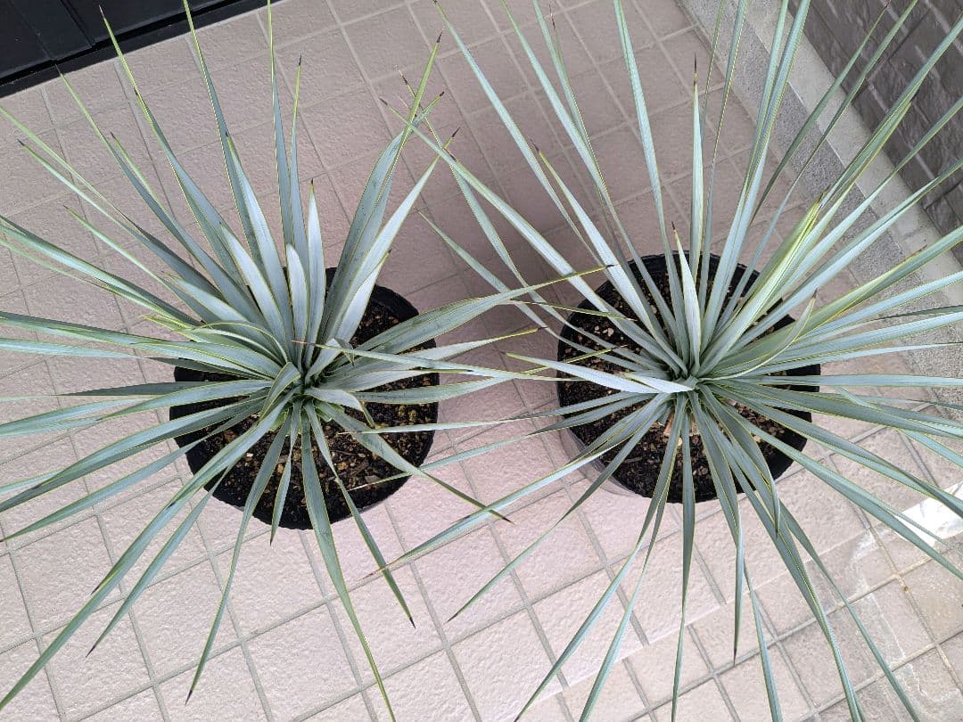 最 安 価格フラワー・ガーデニング - ユッカロストラータ 2023.5播種